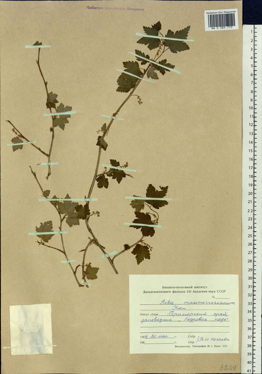 Ribes maximoviczianum Kom., Siberia, Russian Far East (S6) (Russia)