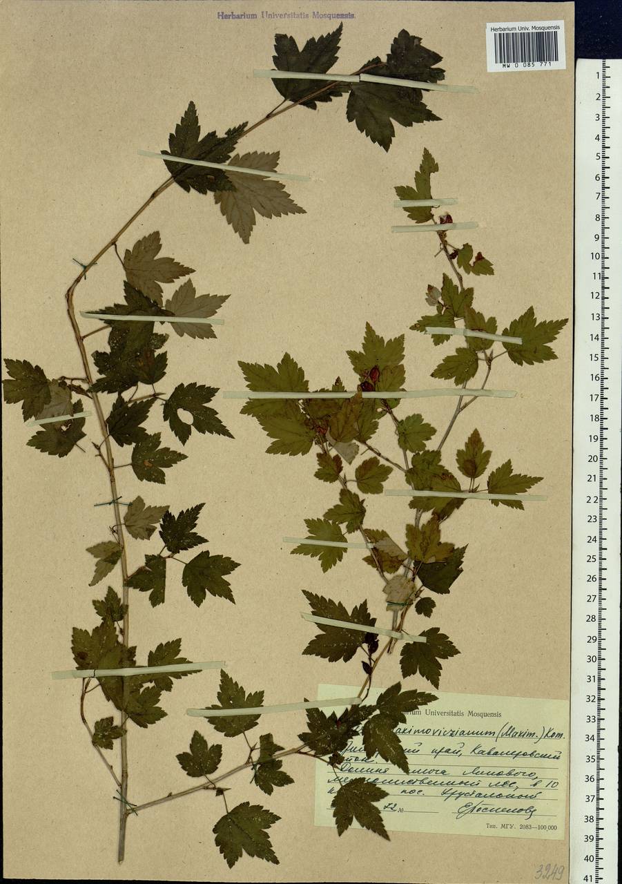 Ribes maximoviczianum Kom., Siberia, Russian Far East (S6) (Russia)