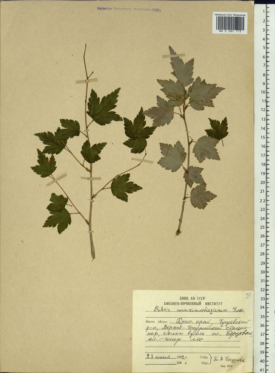 Ribes maximoviczianum Kom., Siberia, Russian Far East (S6) (Russia)