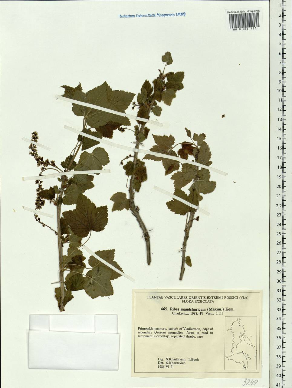 Ribes mandshuricum (Maxim.) Kom., Siberia, Russian Far East (S6) (Russia)