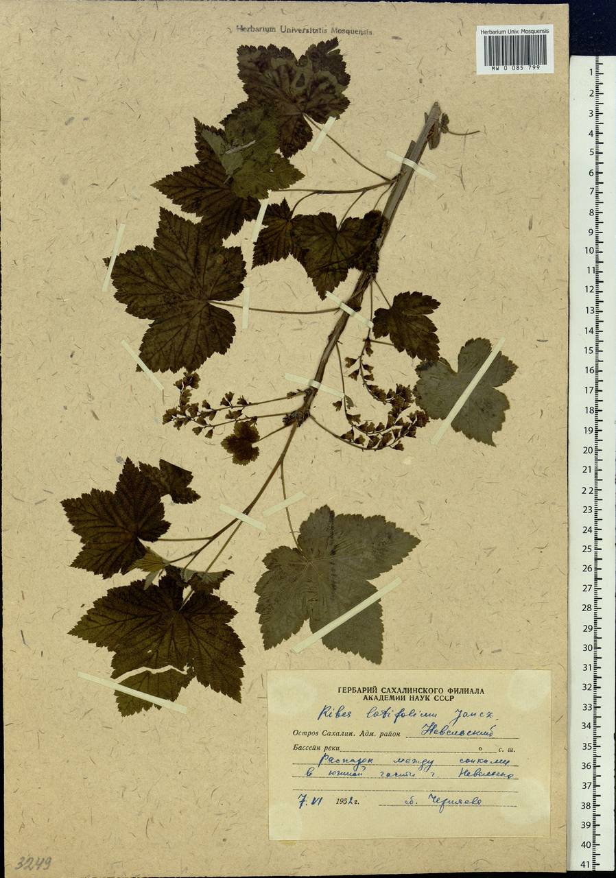 Ribes latifolium Jancz., Siberia, Russian Far East (S6) (Russia)