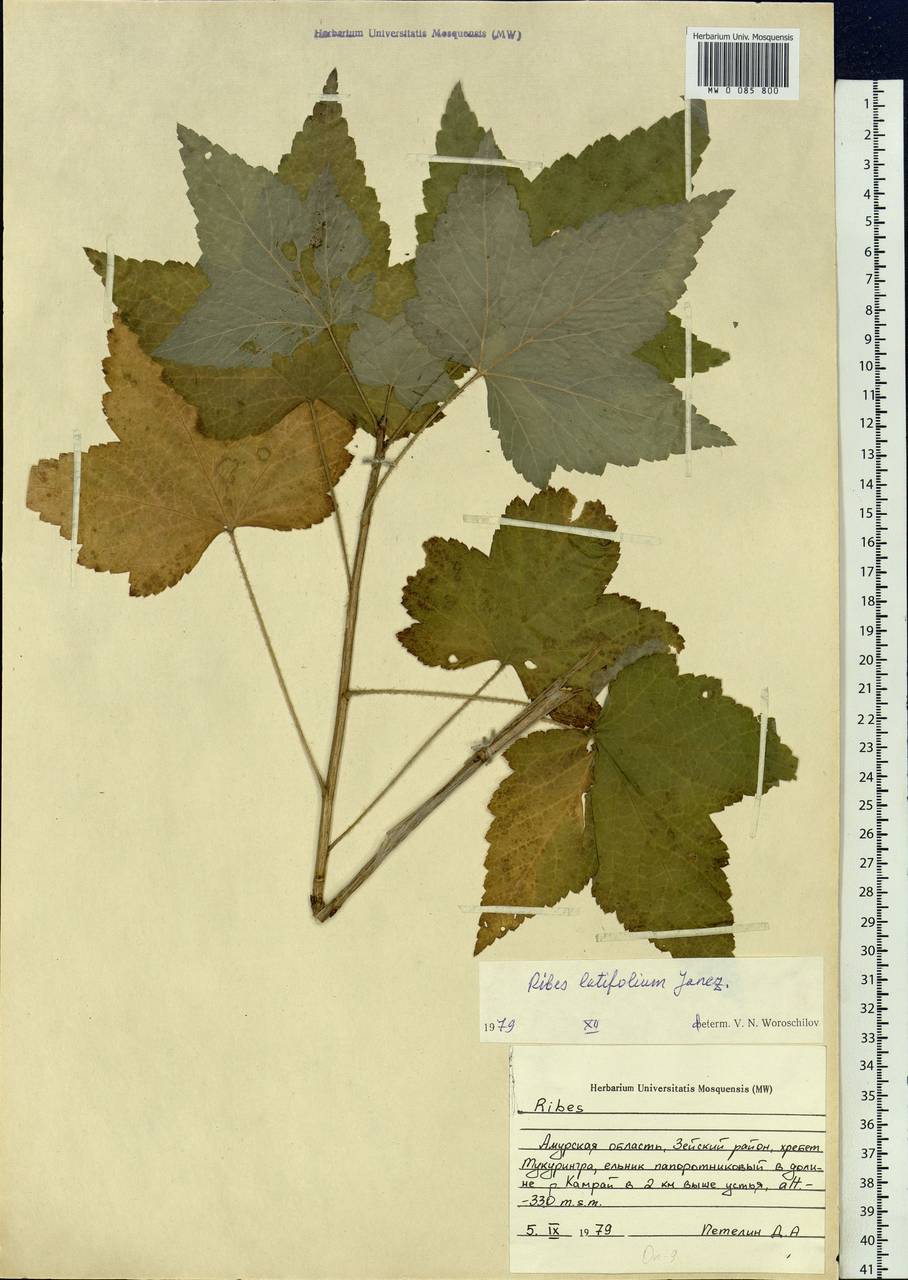 Ribes latifolium Jancz., Siberia, Russian Far East (S6) (Russia)