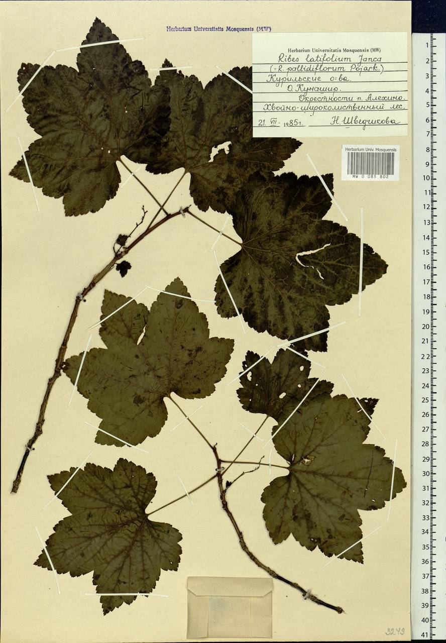 Ribes latifolium Jancz., Siberia, Russian Far East (S6) (Russia)