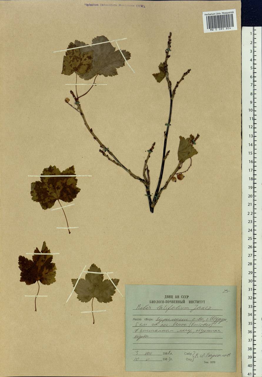 Ribes latifolium Jancz., Siberia, Russian Far East (S6) (Russia)