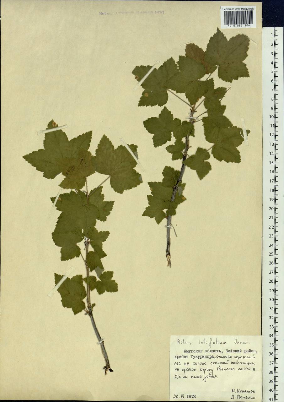 Ribes latifolium Jancz., Siberia, Russian Far East (S6) (Russia)