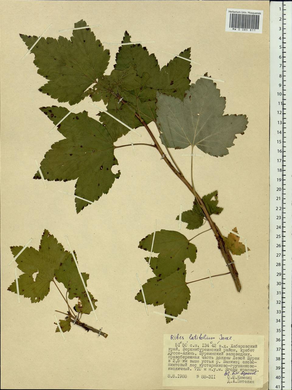 Ribes latifolium Jancz., Siberia, Russian Far East (S6) (Russia)