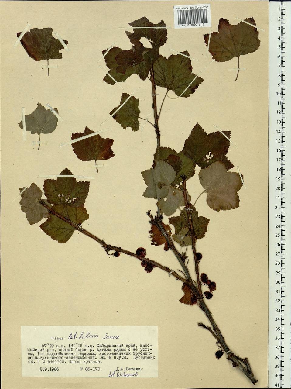 Ribes latifolium Jancz., Siberia, Russian Far East (S6) (Russia)