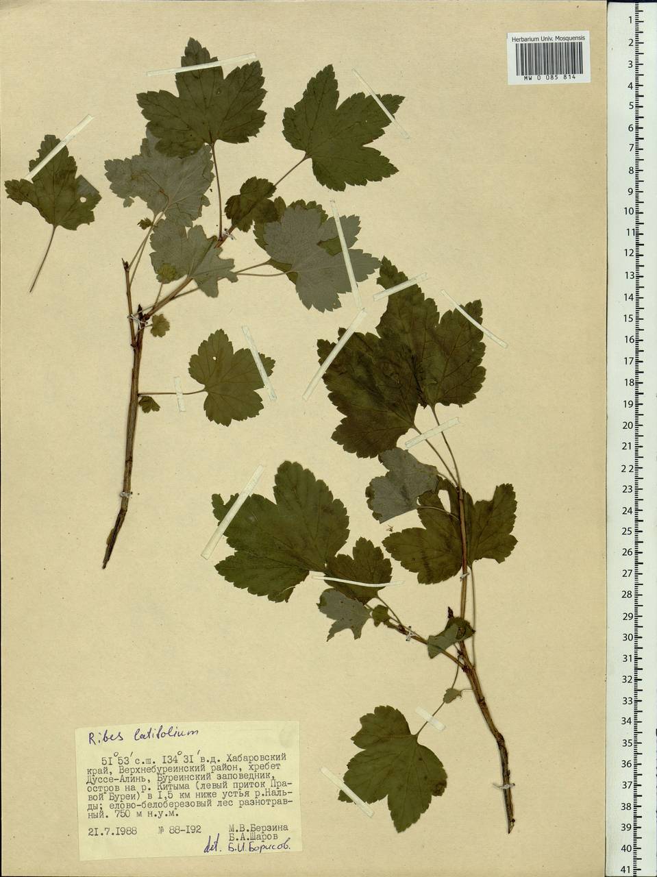 Ribes latifolium Jancz., Siberia, Russian Far East (S6) (Russia)