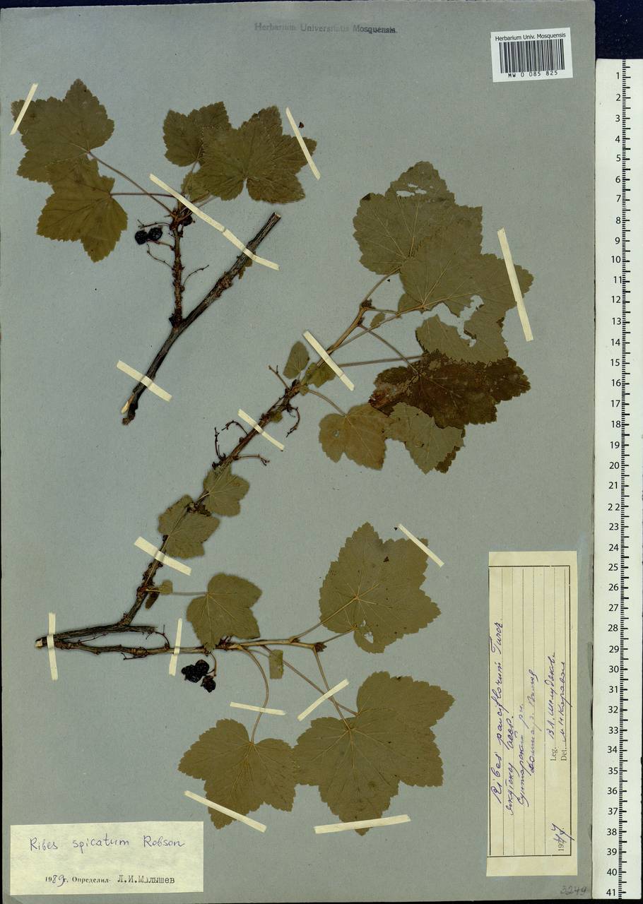 Ribes spicatum subsp. hispidulum (Jancz.) L. Hämet-Ahti, Siberia, Yakutia (S5) (Russia)