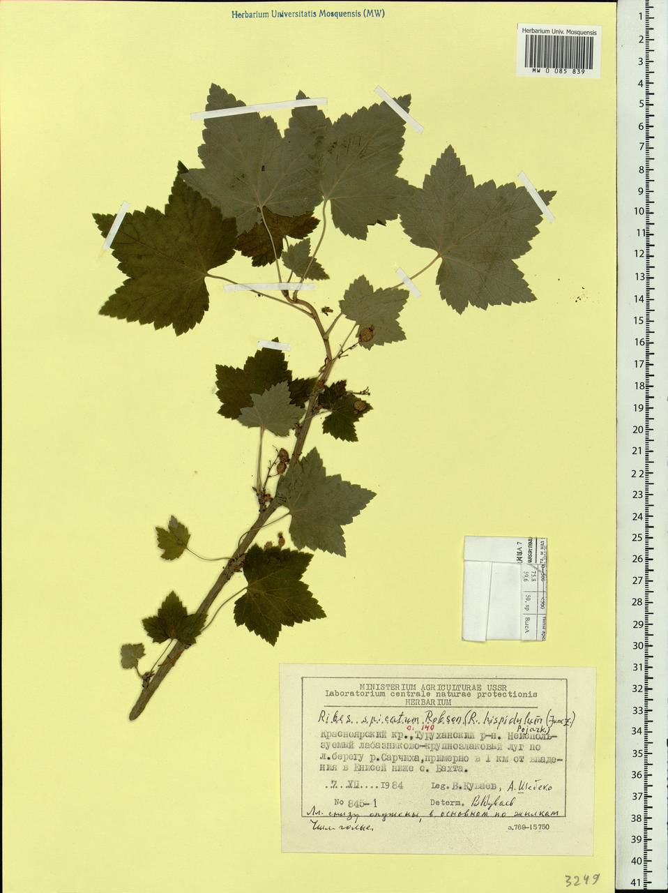 Ribes spicatum subsp. hispidulum (Jancz.) L. Hämet-Ahti, Siberia, Central Siberia (S3) (Russia)