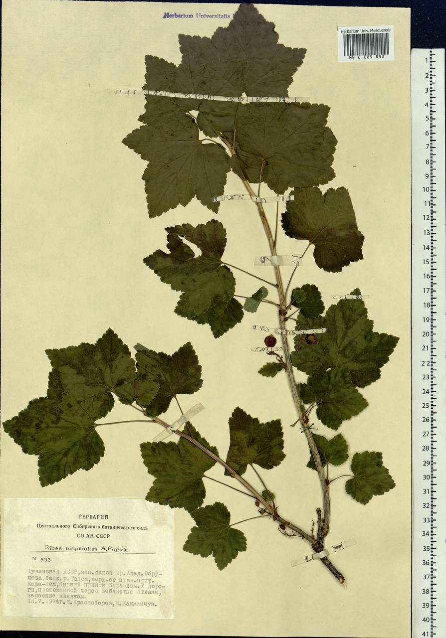 Ribes spicatum subsp. hispidulum (Jancz.) L. Hämet-Ahti, Siberia, Altai & Sayany Mountains (S2) (Russia)