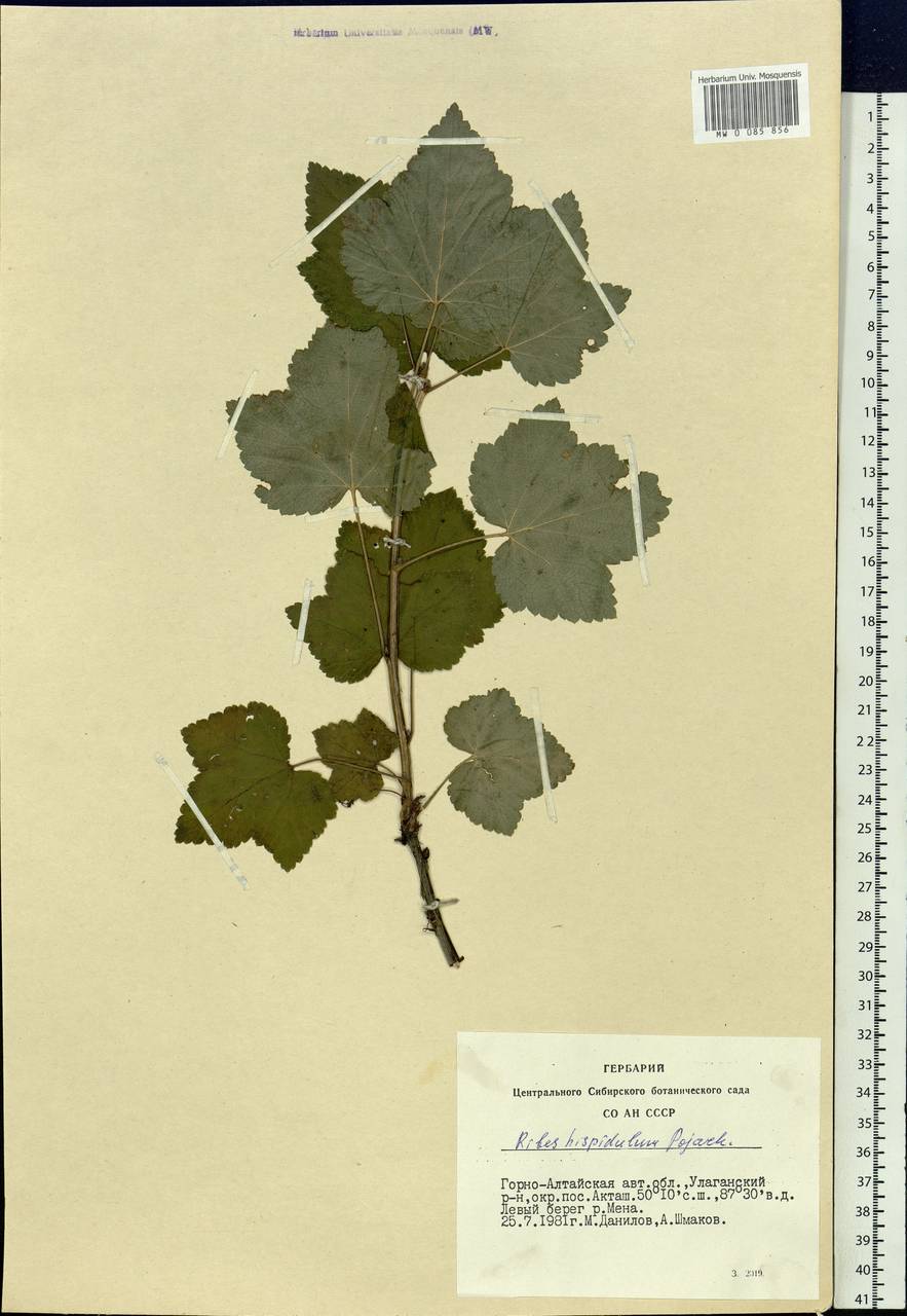 Ribes spicatum subsp. hispidulum (Jancz.) L. Hämet-Ahti, Siberia, Altai & Sayany Mountains (S2) (Russia)