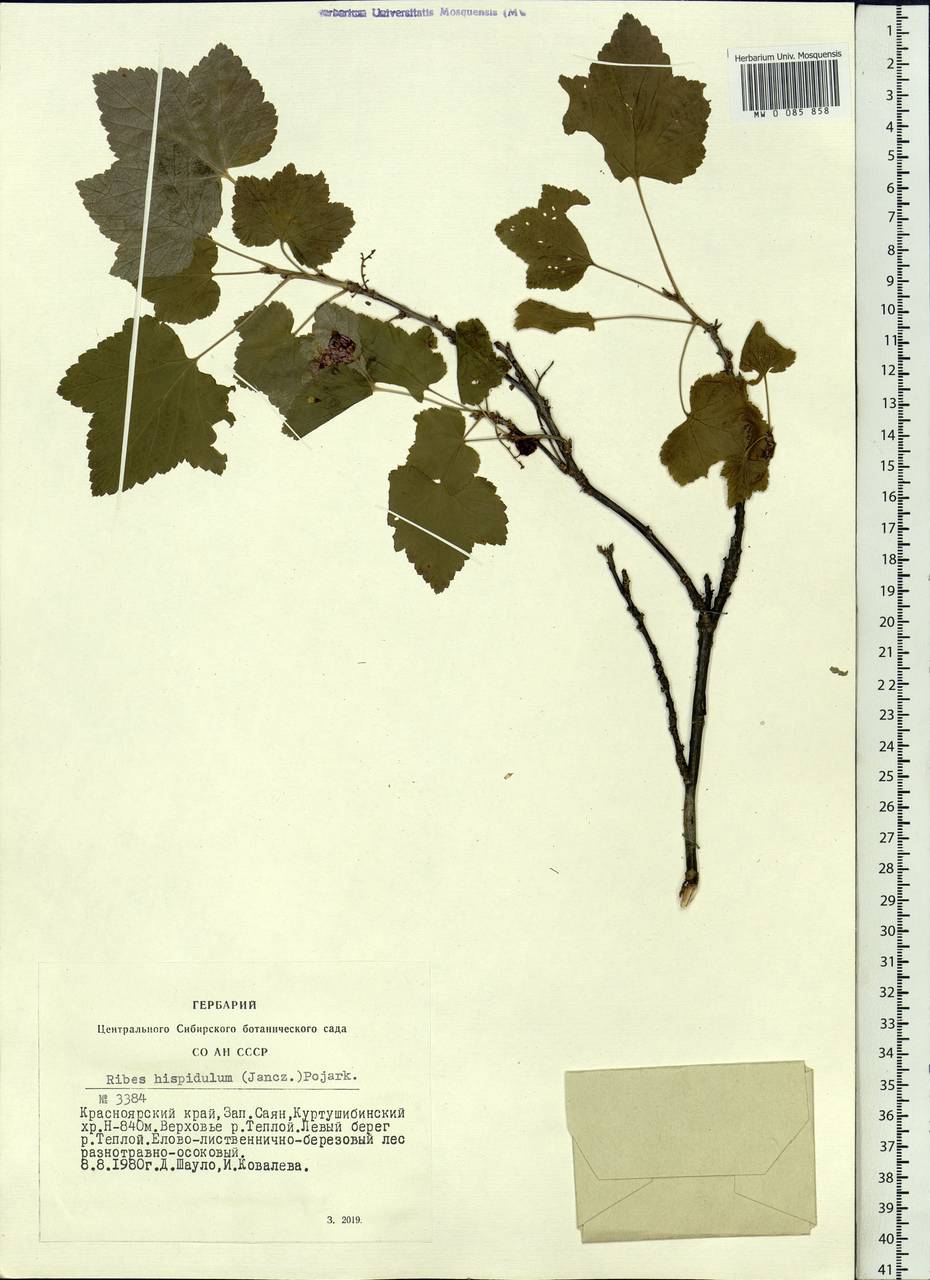 Ribes spicatum subsp. hispidulum (Jancz.) L. Hämet-Ahti, Siberia, Altai & Sayany Mountains (S2) (Russia)