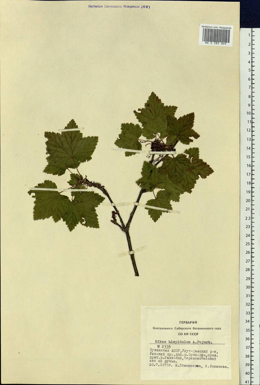 Ribes spicatum subsp. hispidulum (Jancz.) L. Hämet-Ahti, Siberia, Altai & Sayany Mountains (S2) (Russia)