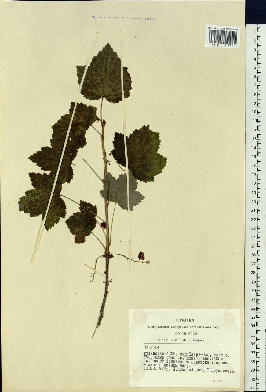 Ribes spicatum subsp. hispidulum (Jancz.) L. Hämet-Ahti, Siberia, Altai & Sayany Mountains (S2) (Russia)