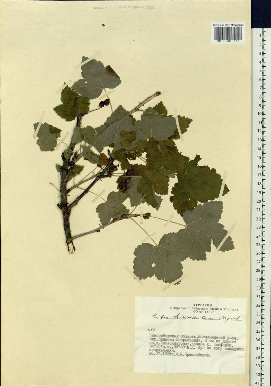 Ribes spicatum subsp. hispidulum (Jancz.) L. Hämet-Ahti, Siberia, Western Siberia (S1) (Russia)