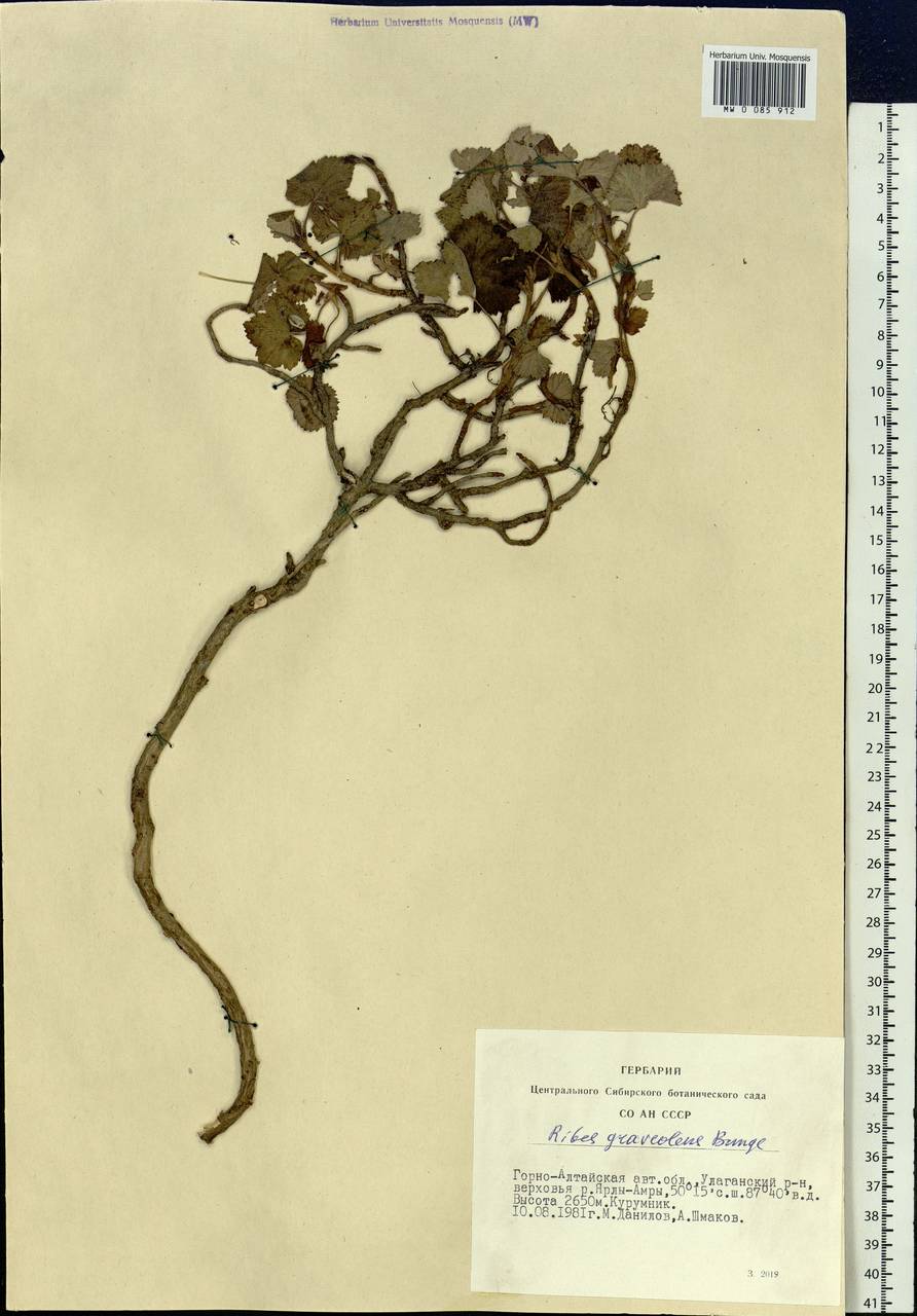 Ribes graveolens Bunge, Siberia, Altai & Sayany Mountains (S2) (Russia)
