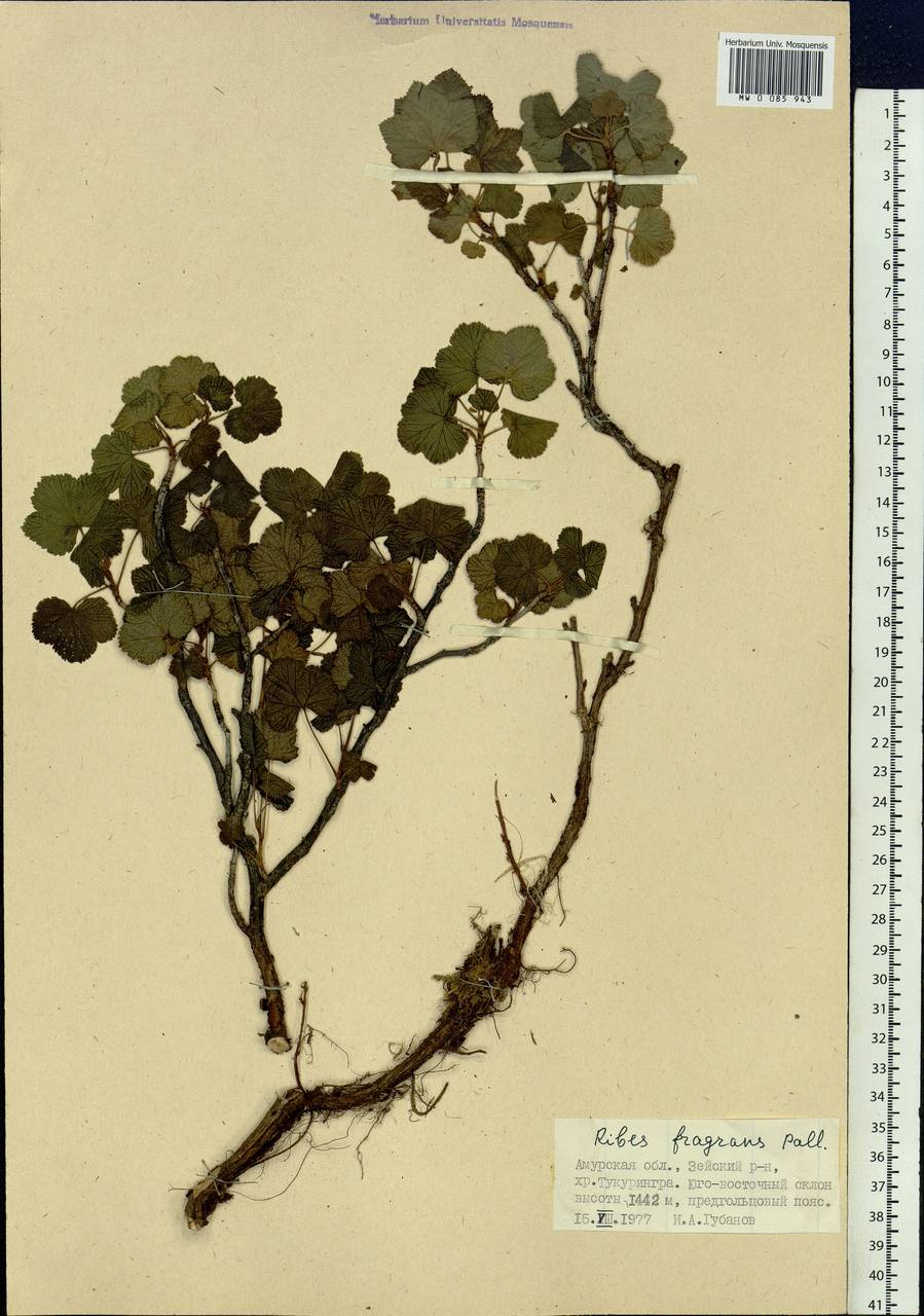 Ribes fragrans Pall., Siberia, Russian Far East (S6) (Russia)