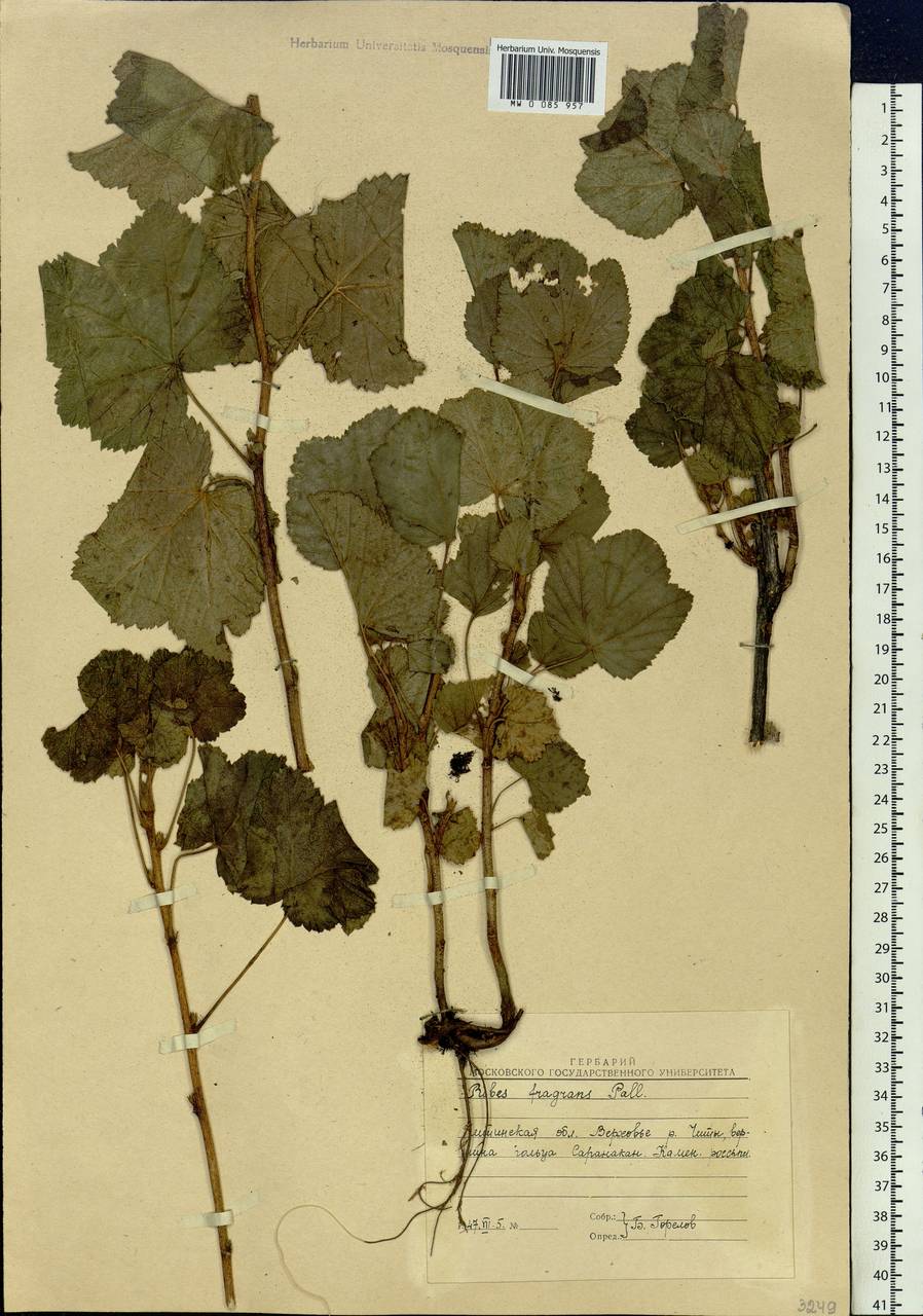 Ribes fragrans Pall., Siberia, Baikal & Transbaikal region (S4) (Russia)