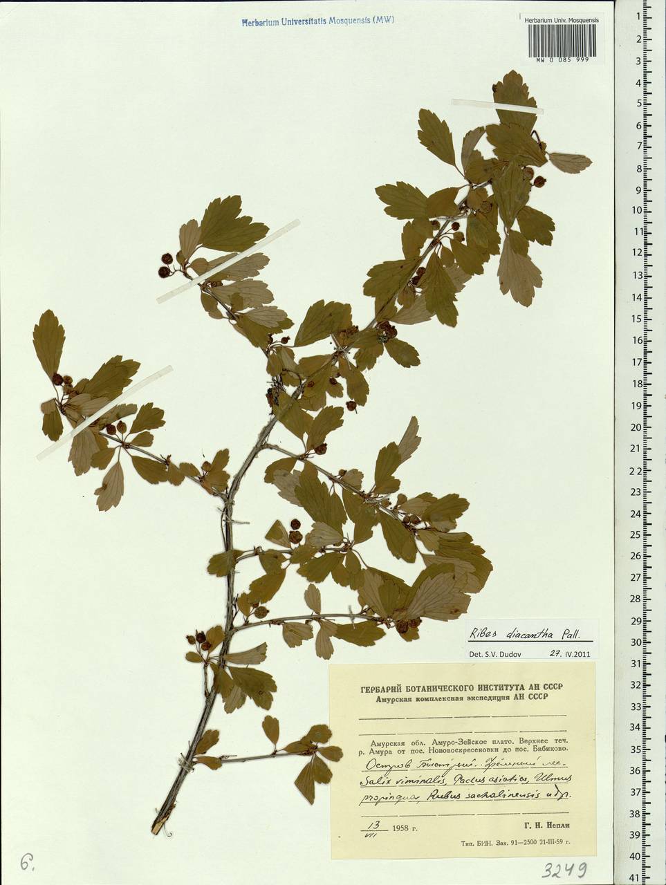 Ribes diacanthum Pall., Siberia, Russian Far East (S6) (Russia)