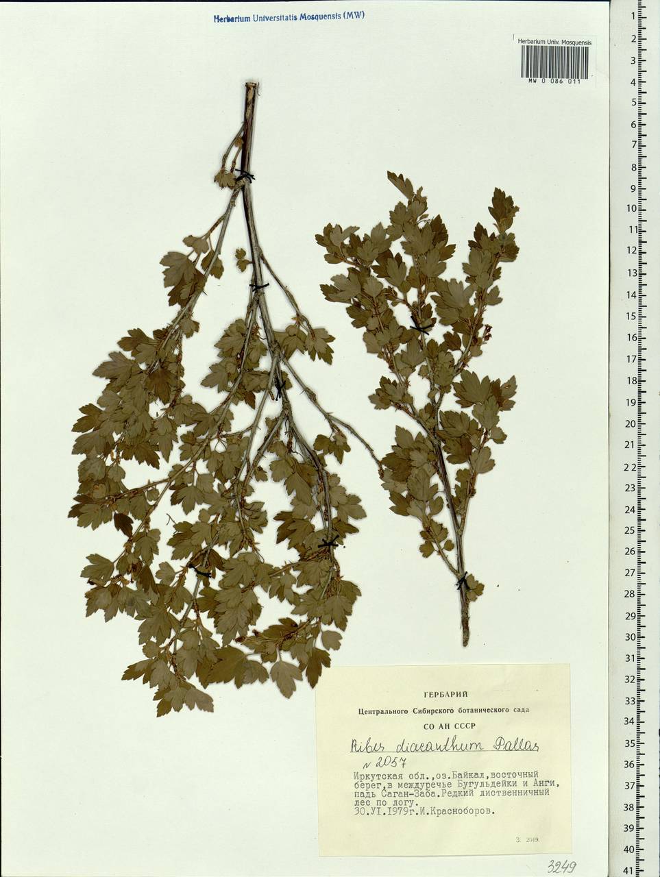 Ribes diacanthum Pall., Siberia, Baikal & Transbaikal region (S4) (Russia)