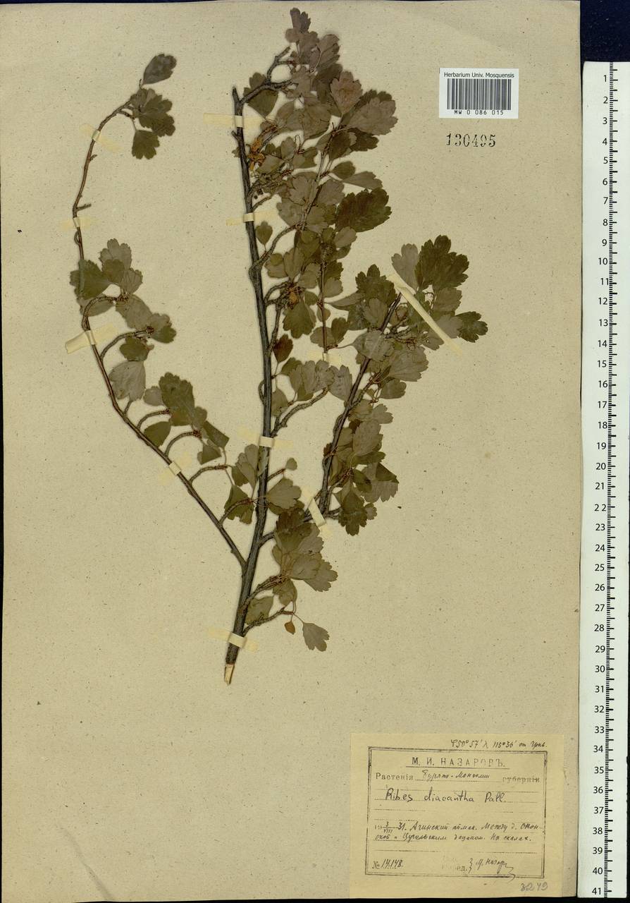 Ribes diacanthum Pall., Siberia, Baikal & Transbaikal region (S4) (Russia)