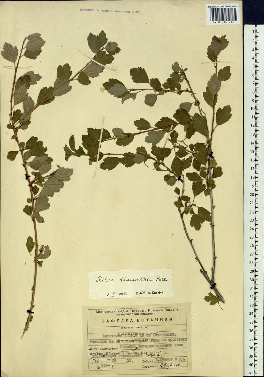 Ribes diacanthum Pall., Siberia, Baikal & Transbaikal region (S4) (Russia)