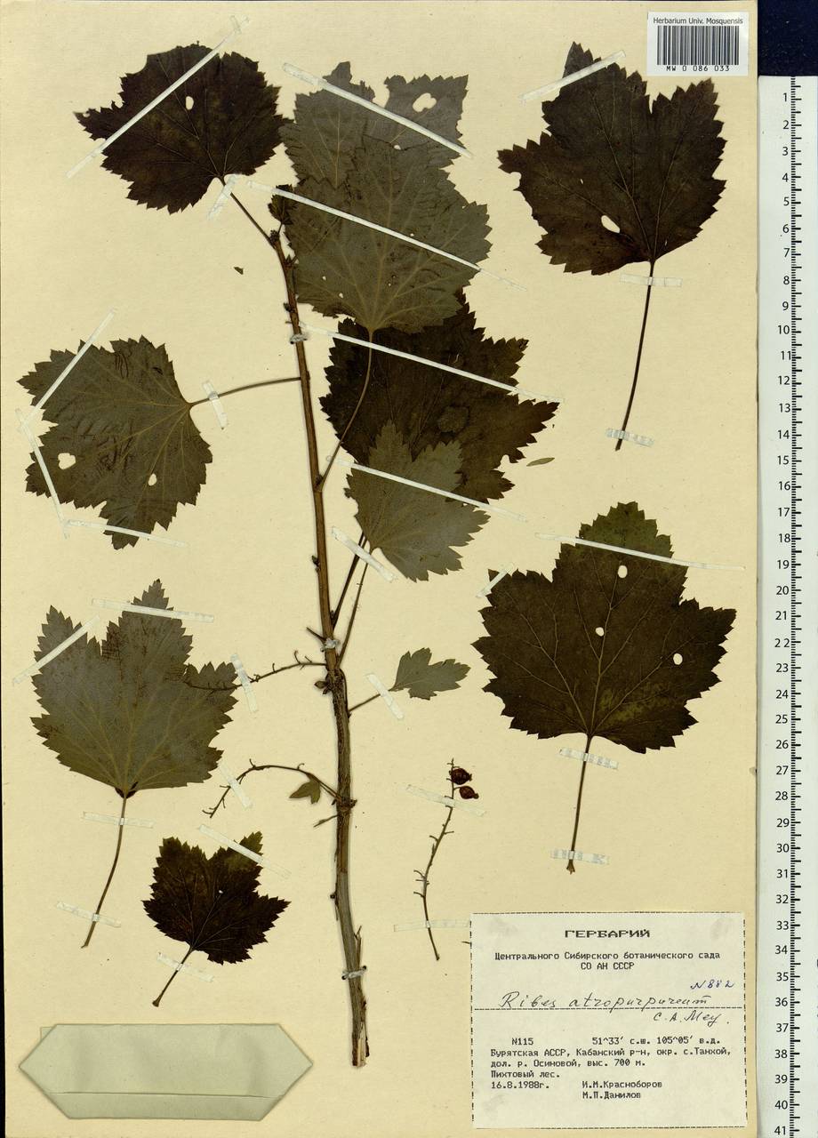 Ribes petraeum Wulfen, Siberia, Baikal & Transbaikal region (S4) (Russia)