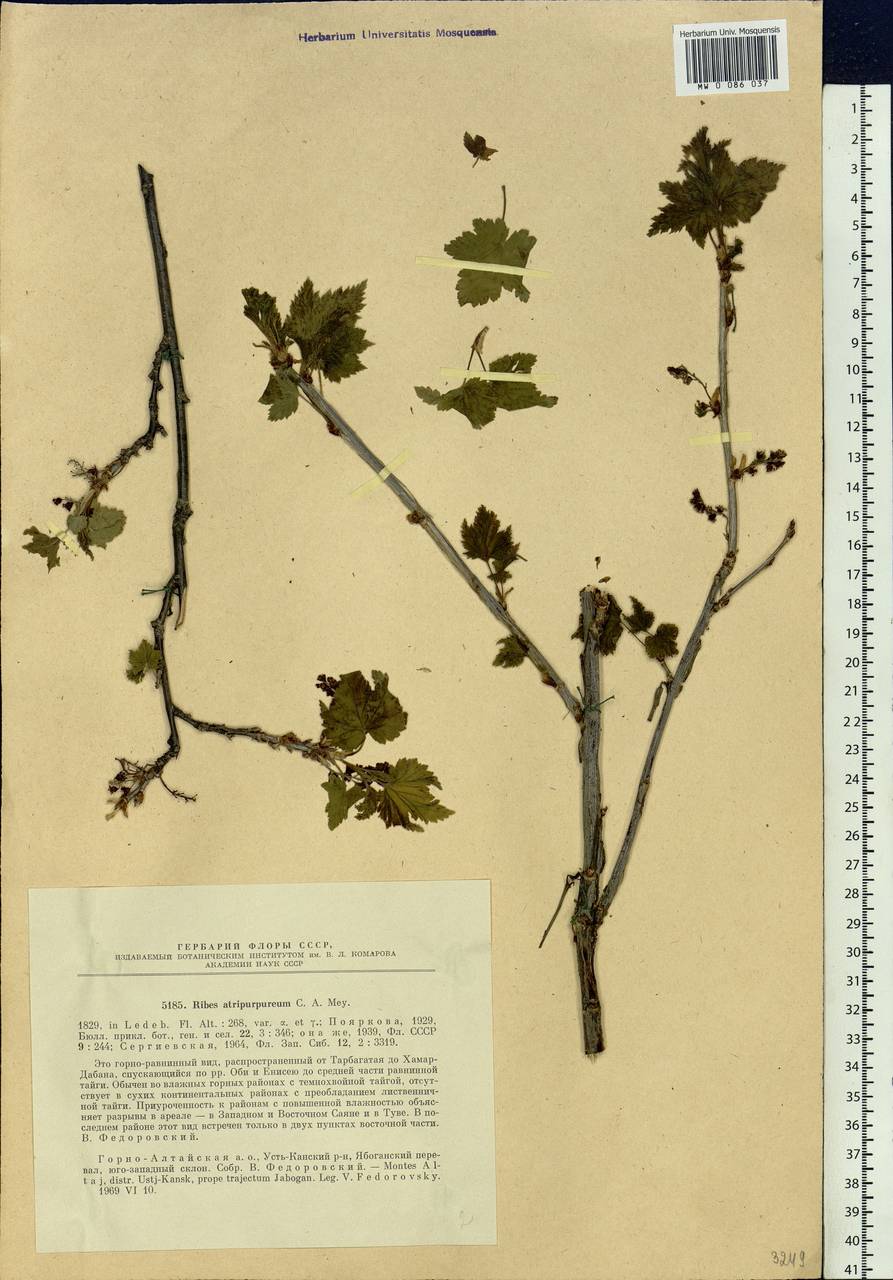 Ribes petraeum Wulfen, Siberia, Altai & Sayany Mountains (S2) (Russia)