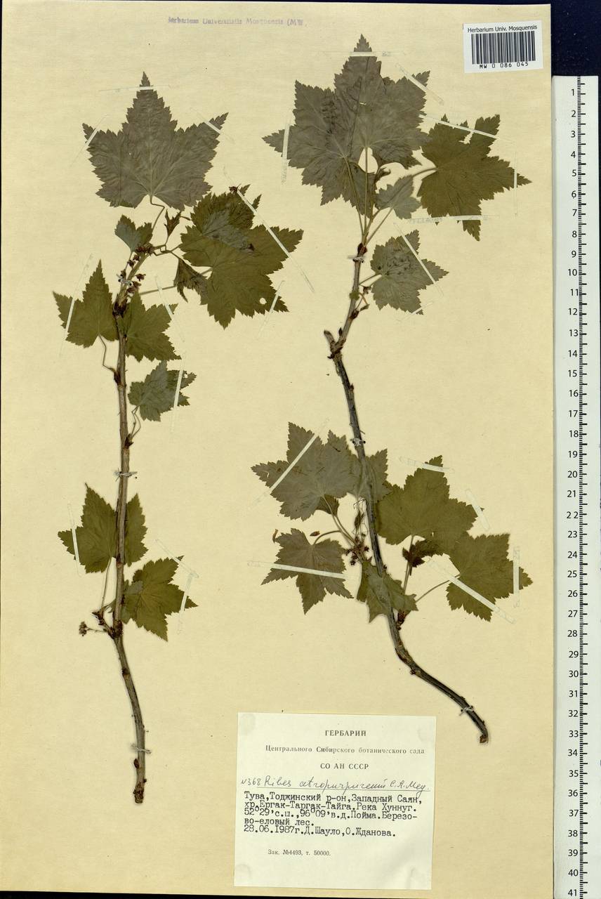 Ribes petraeum Wulfen, Siberia, Altai & Sayany Mountains (S2) (Russia)