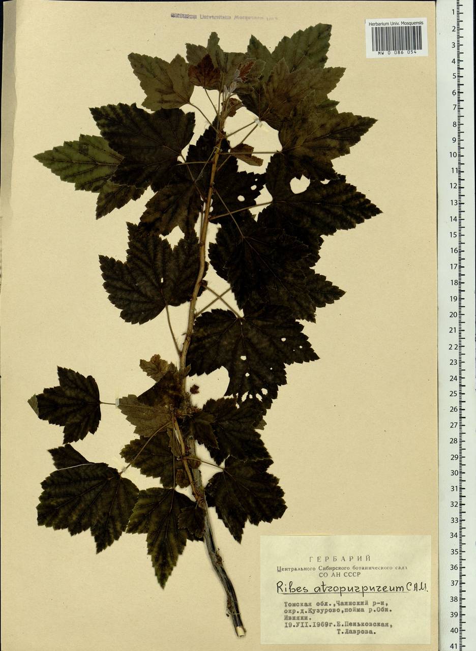 Ribes petraeum Wulfen, Siberia, Western Siberia (S1) (Russia)