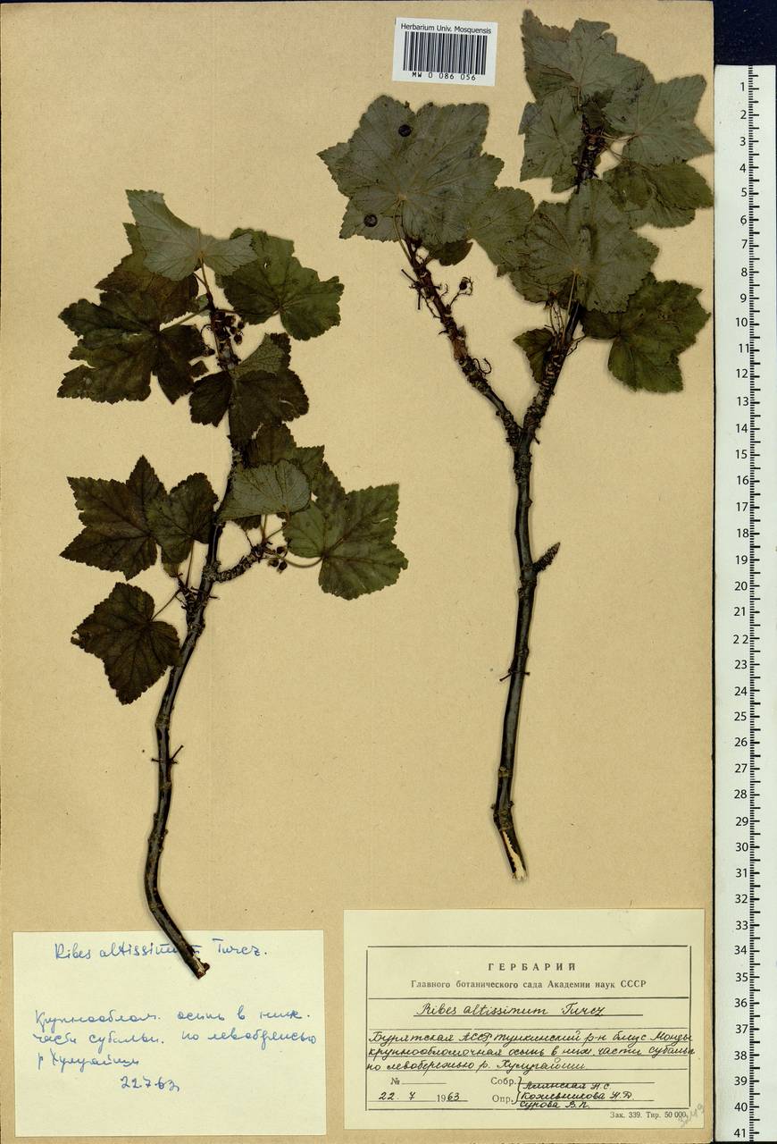 Ribes petraeum Wulfen, Siberia, Baikal & Transbaikal region (S4) (Russia)