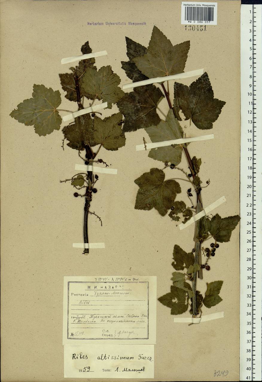 Ribes petraeum Wulfen, Siberia, Baikal & Transbaikal region (S4) (Russia)