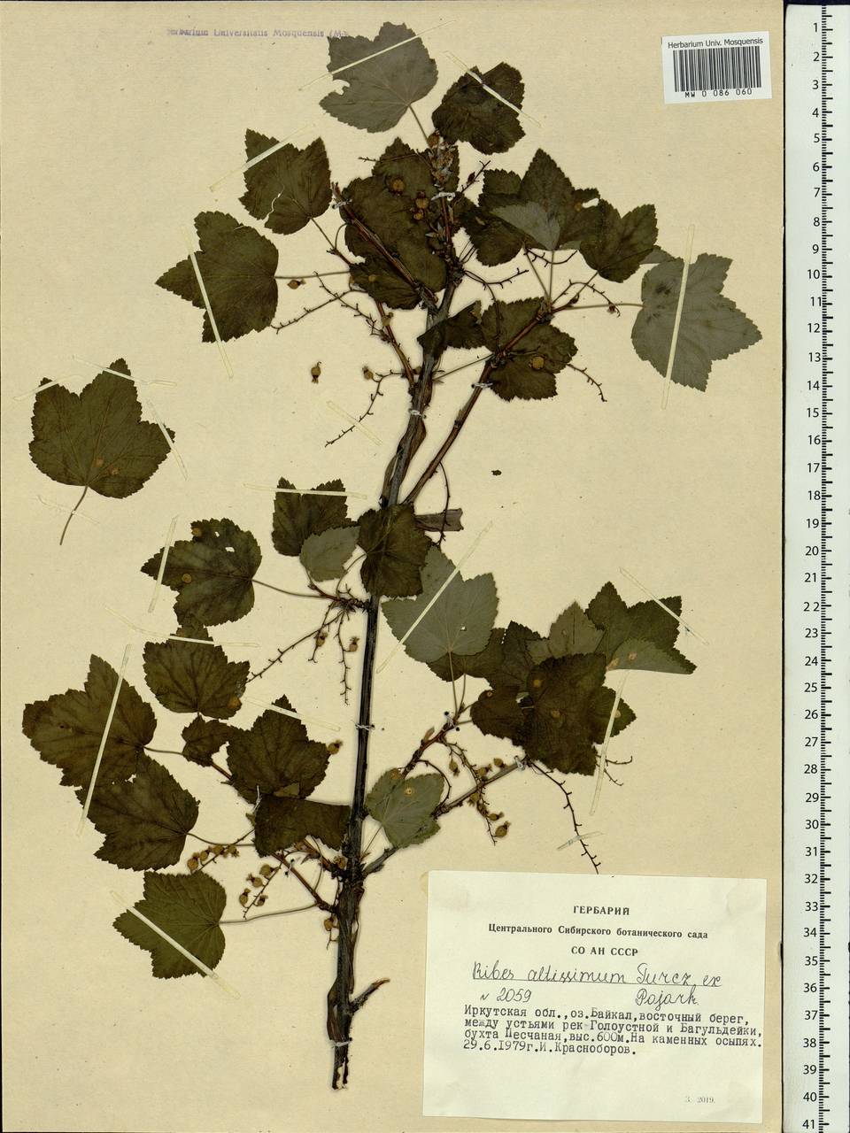 Ribes petraeum Wulfen, Siberia, Baikal & Transbaikal region (S4) (Russia)