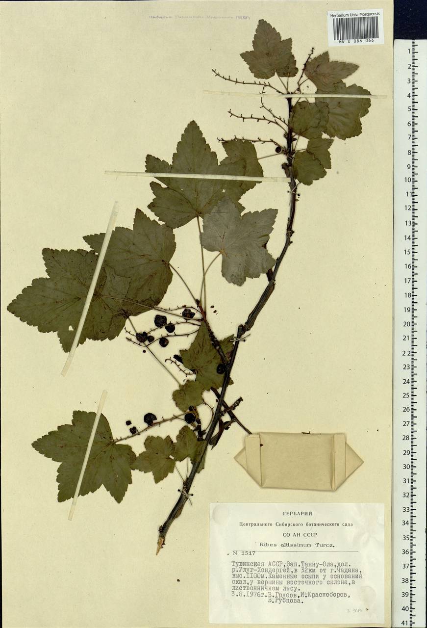 Ribes petraeum Wulfen, Siberia, Altai & Sayany Mountains (S2) (Russia)