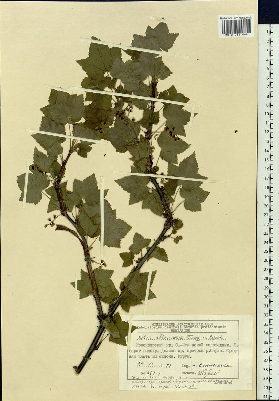 Ribes petraeum Wulfen, Siberia, Altai & Sayany Mountains (S2) (Russia)
