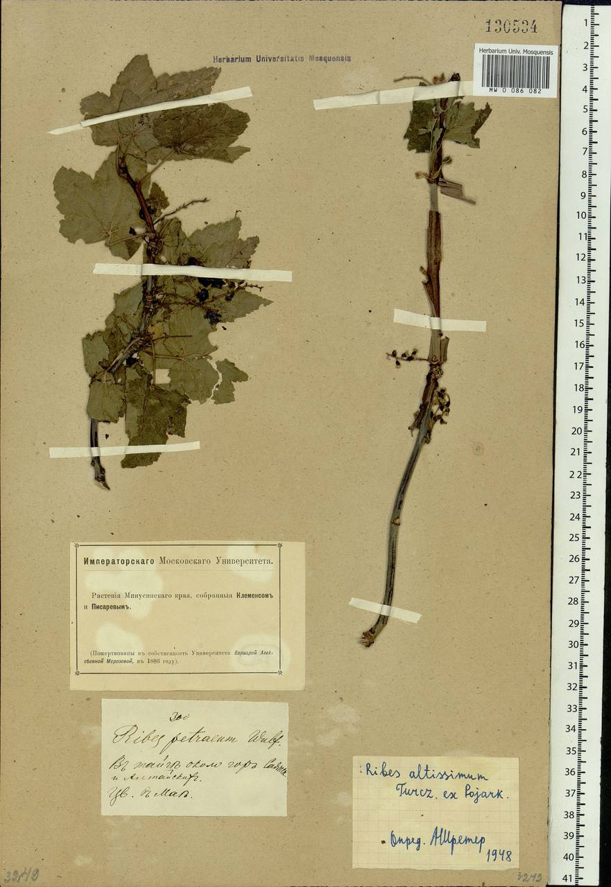 Ribes petraeum Wulfen, Siberia, Altai & Sayany Mountains (S2) (Russia)