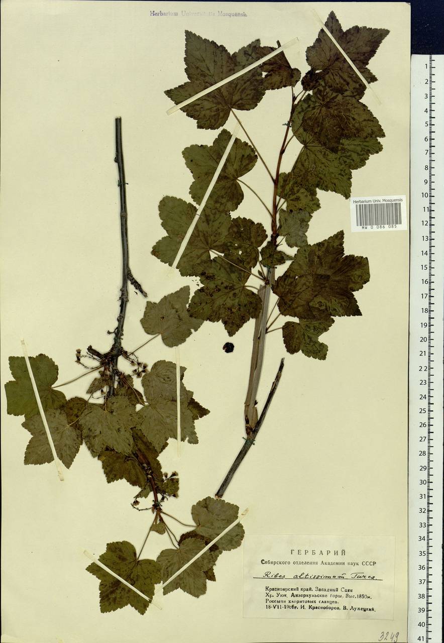 Ribes petraeum Wulfen, Siberia, Altai & Sayany Mountains (S2) (Russia)