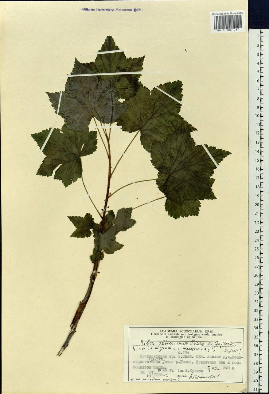 Ribes petraeum Wulfen, Siberia, Altai & Sayany Mountains (S2) (Russia)