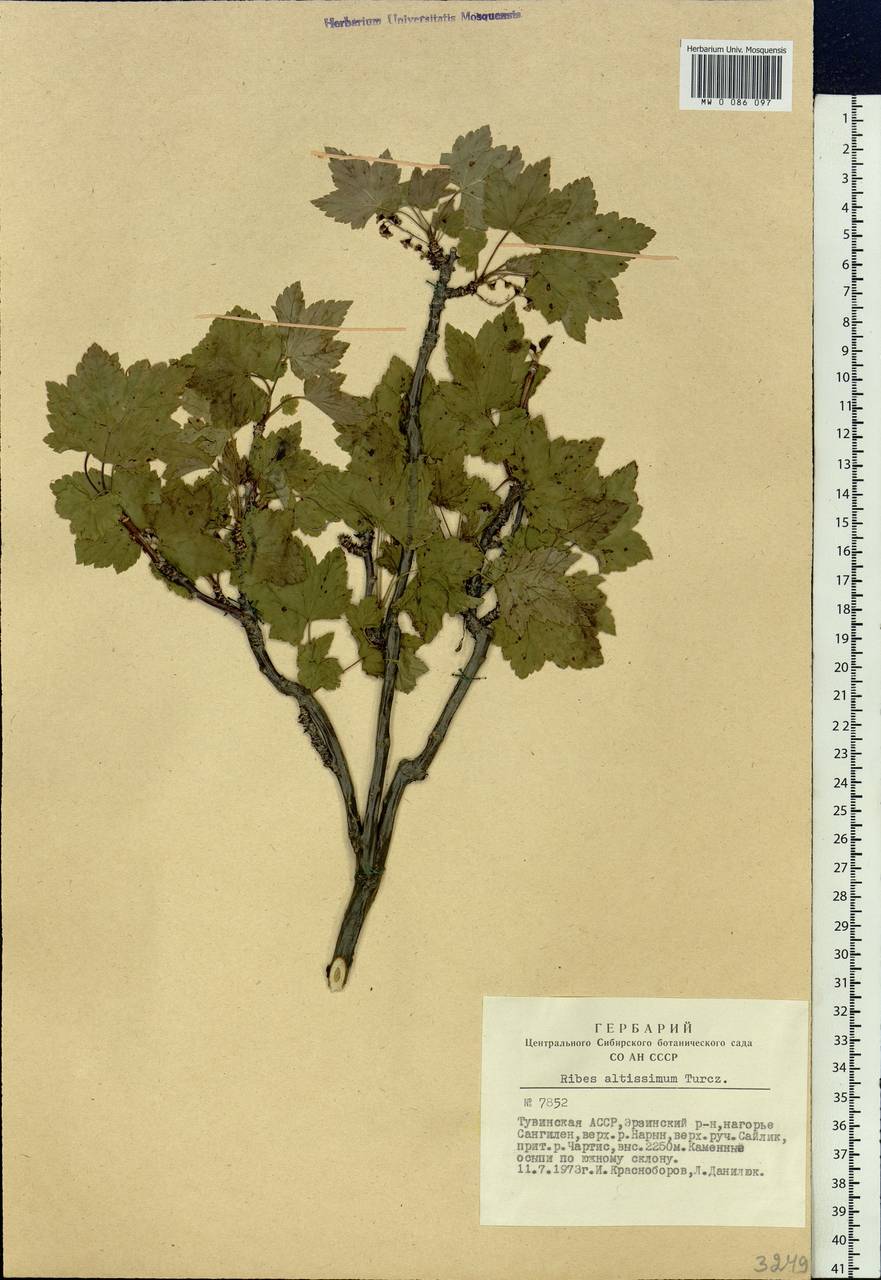 Ribes petraeum Wulfen, Siberia, Altai & Sayany Mountains (S2) (Russia)