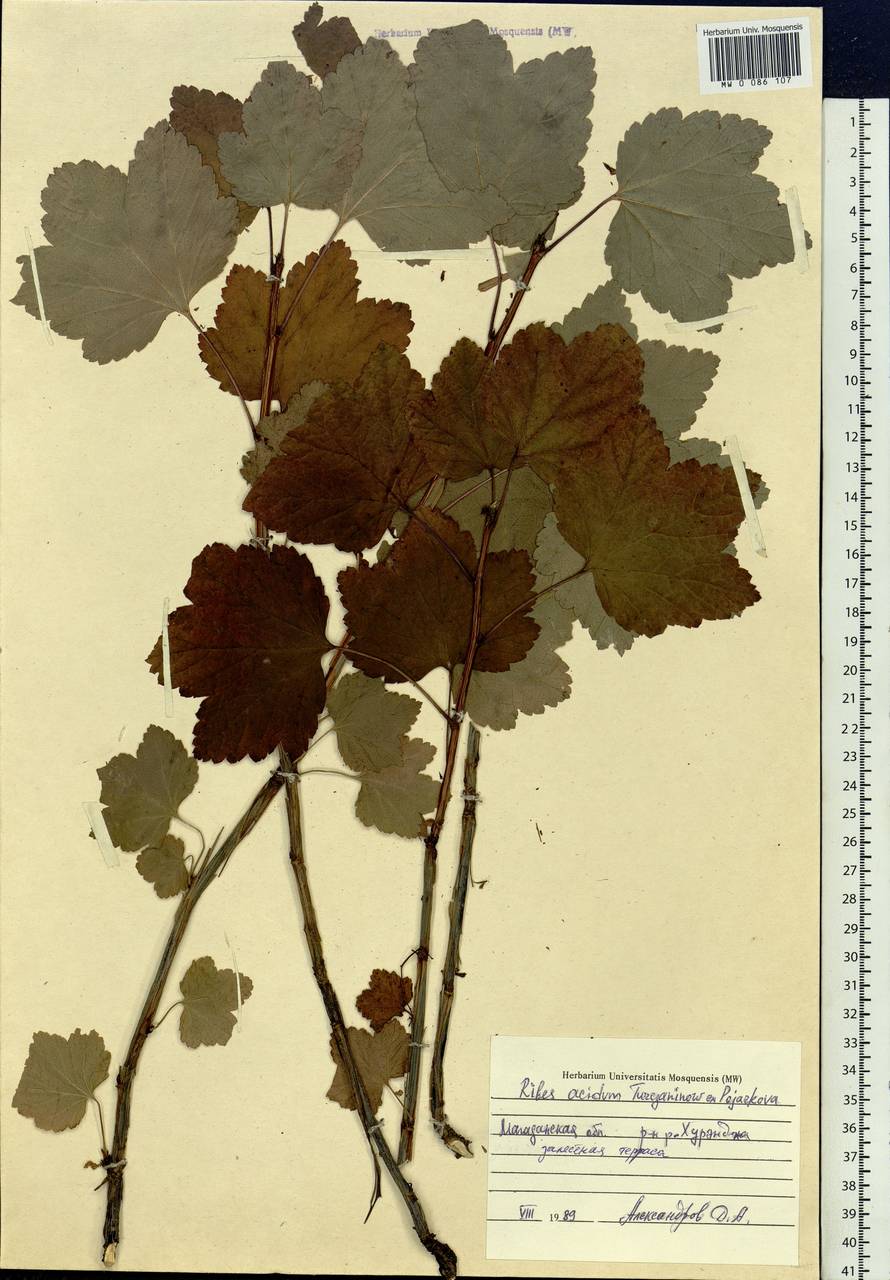 Ribes spicatum subsp. lapponicum Hyl., Siberia, Chukotka & Kamchatka (S7) (Russia)