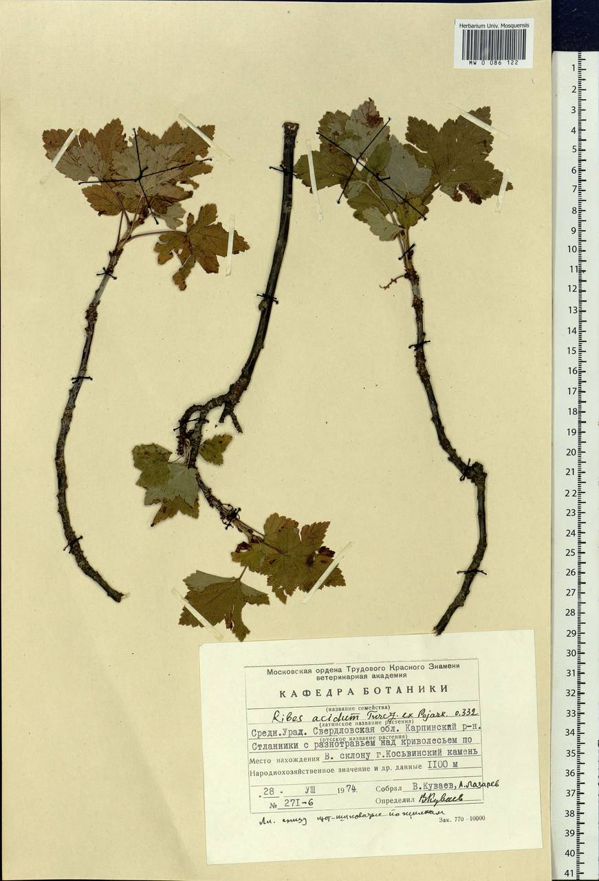 Ribes spicatum subsp. lapponicum Hyl., Eastern Europe, Eastern region (E10) (Russia)