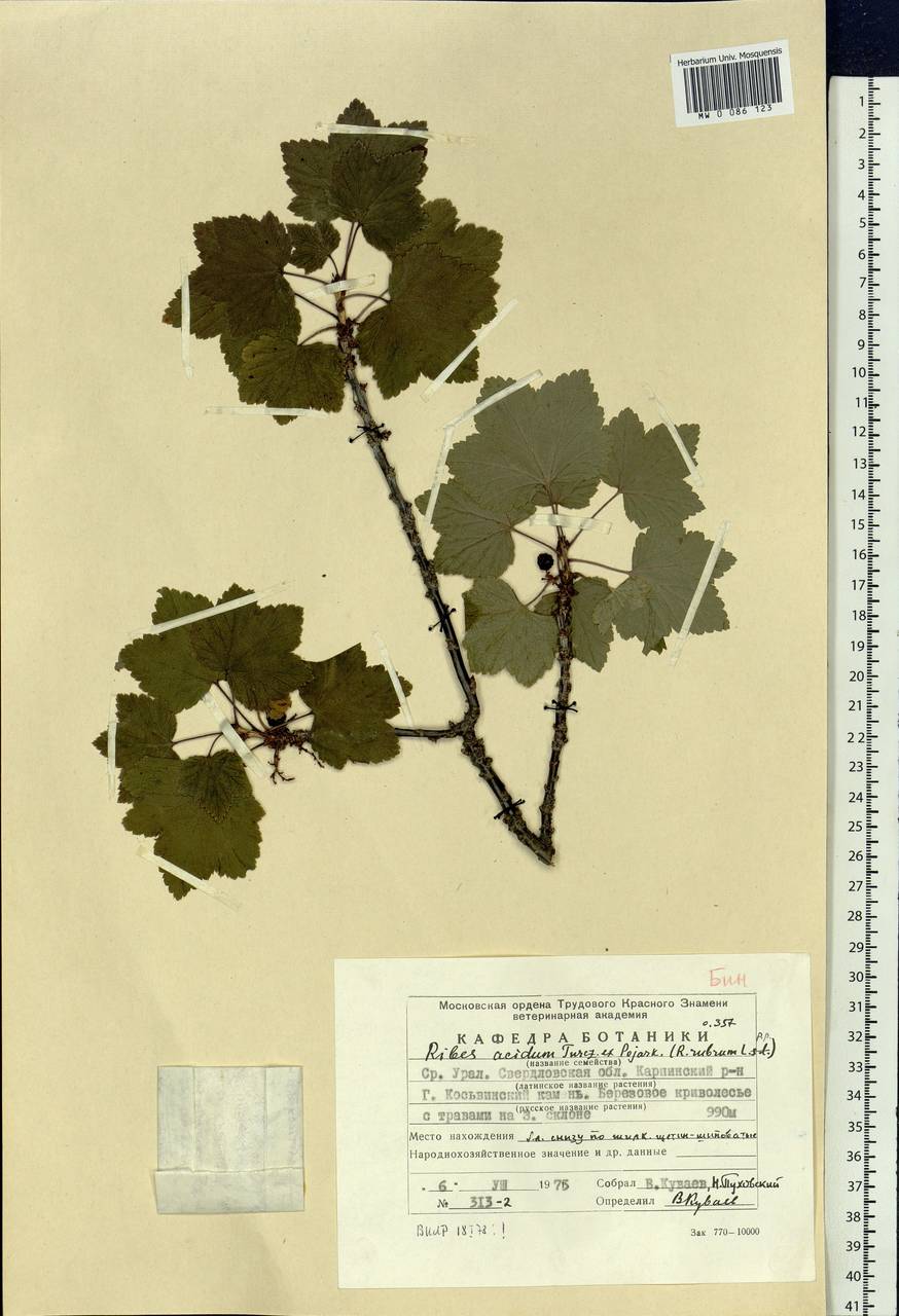 Ribes spicatum subsp. lapponicum Hyl., Eastern Europe, Eastern region (E10) (Russia)