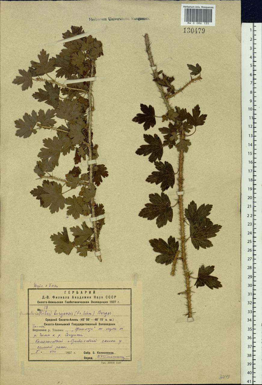 Ribes burejense F. Schmidt, Siberia, Russian Far East (S6) (Russia)