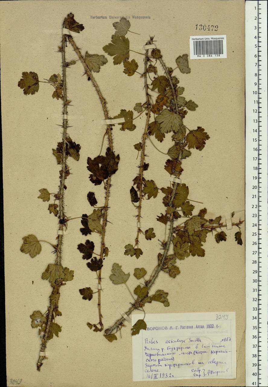 Ribes aciculare Sm., Siberia, Western (Kazakhstan) Altai Mountains (S2a) (Kazakhstan)