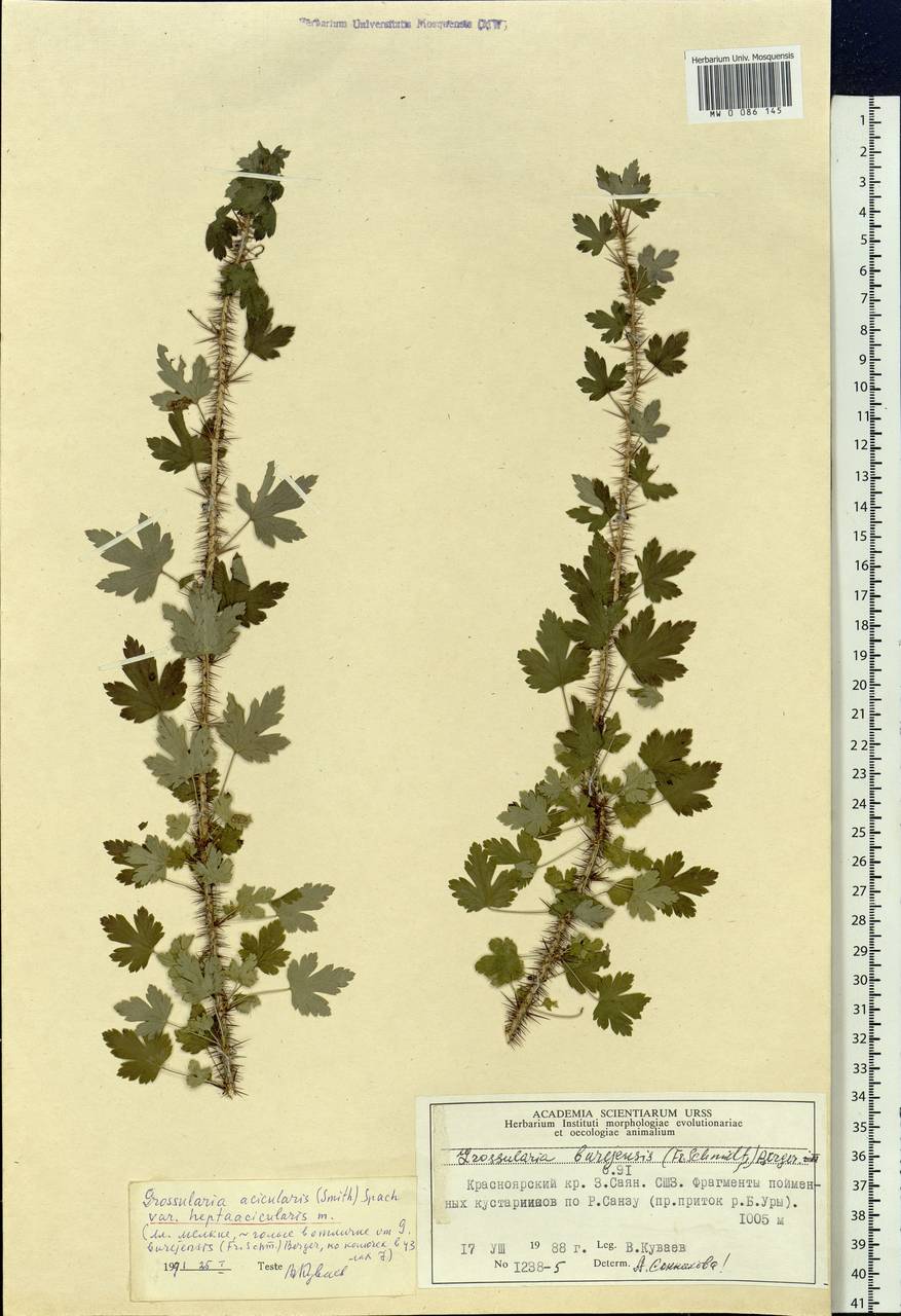 Ribes aciculare Sm., Siberia, Altai & Sayany Mountains (S2) (Russia)