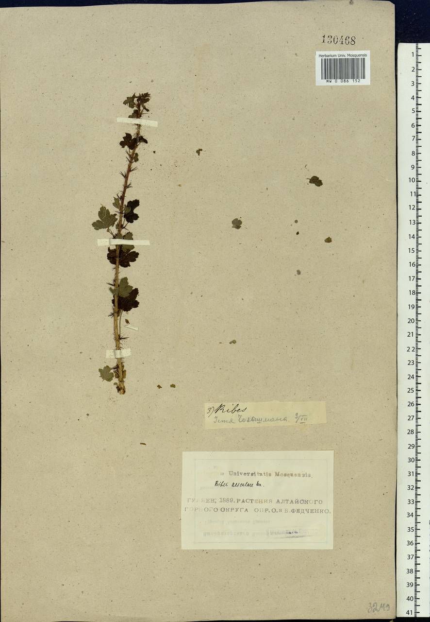 Ribes aciculare Sm., Siberia, Altai & Sayany Mountains (S2) (Russia)