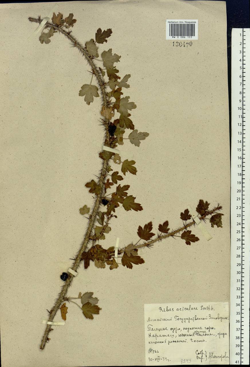 Ribes aciculare Sm., Siberia, Altai & Sayany Mountains (S2) (Russia)