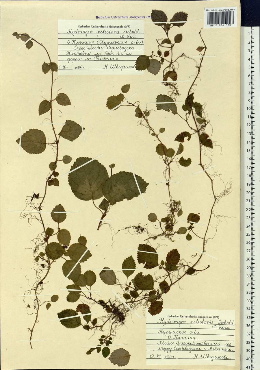 Hydrangea petiolaris Siebold & Zucc., Siberia, Russian Far East (S6) (Russia)