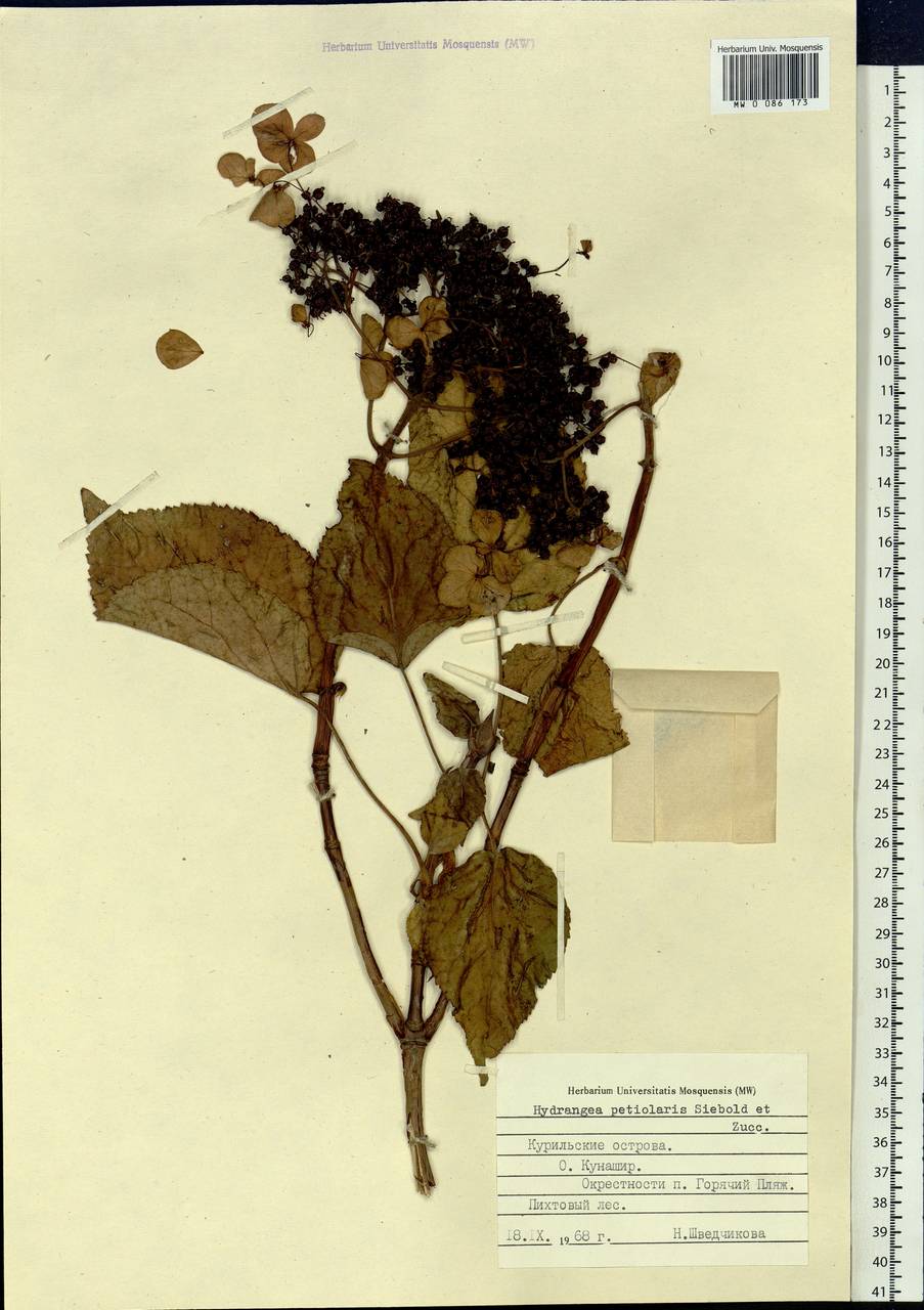 Hydrangea petiolaris Siebold & Zucc., Siberia, Russian Far East (S6) (Russia)